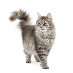 Chat 1