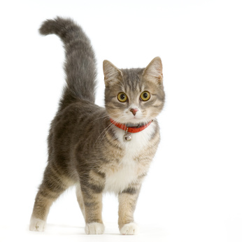 Chat 2